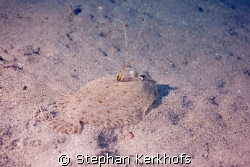 panther flounder (bothus pantherinus) taken in Na'ama Bay. by Stephan Kerkhofs 